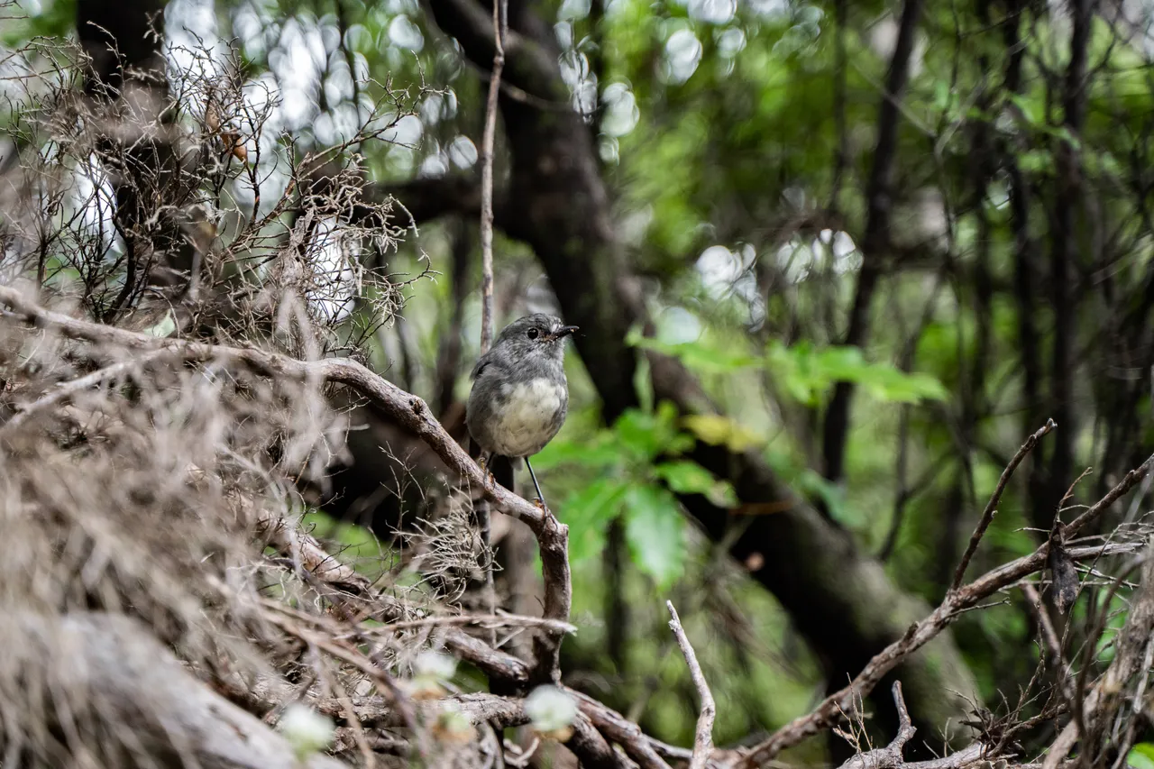 Motuara Bird Sanctuary