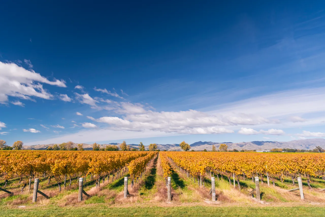 Autumn Vines