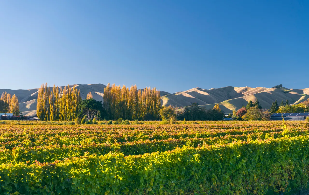 vines
