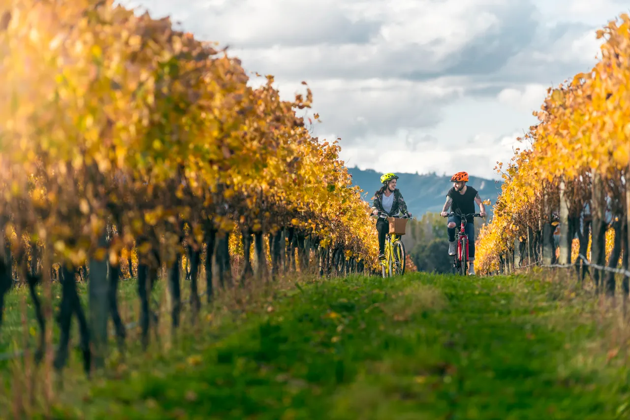 autumn couple biking vines Brancott Estate (2)