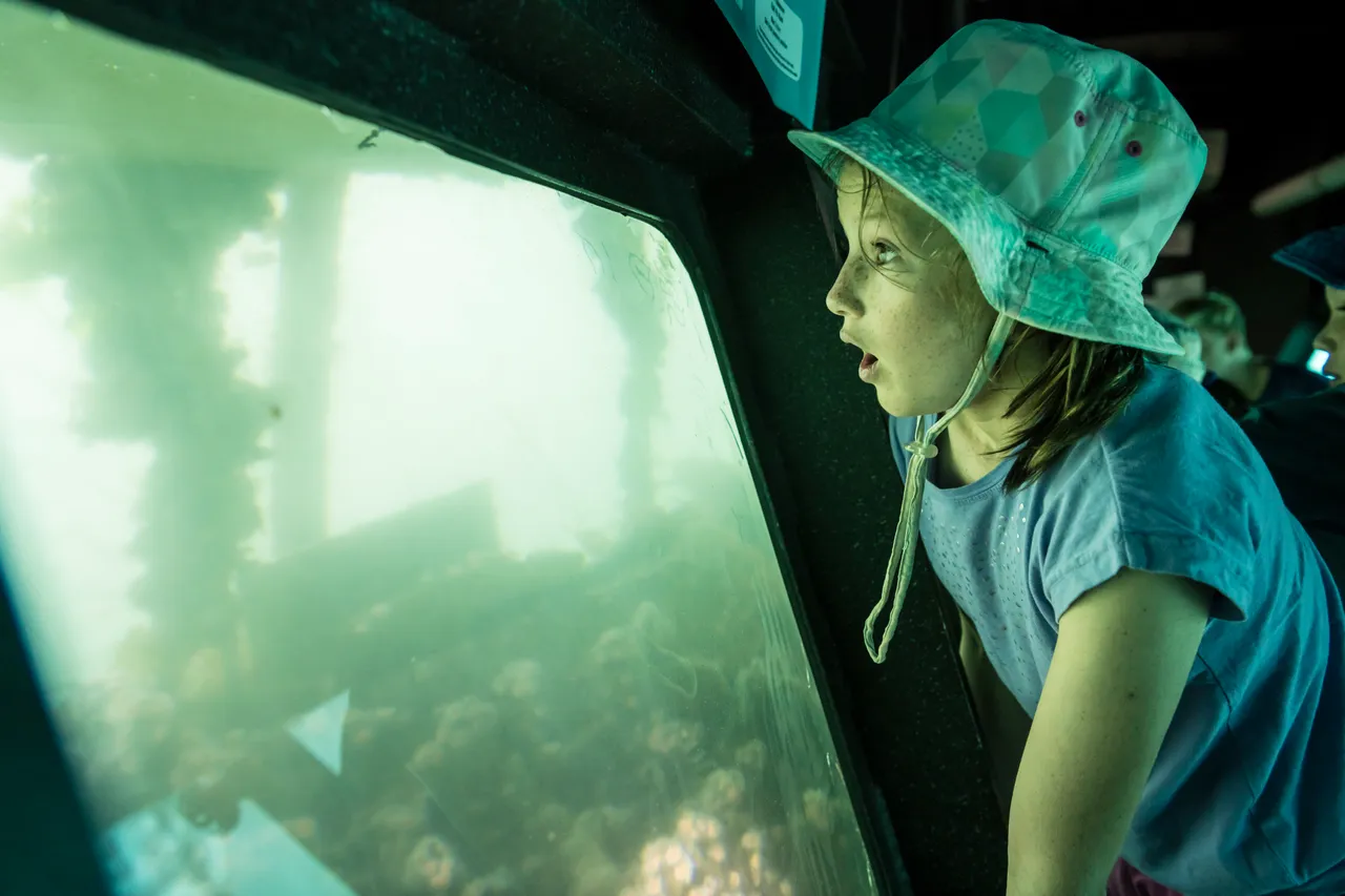 Lochmara Lodge underwater observatory (2)