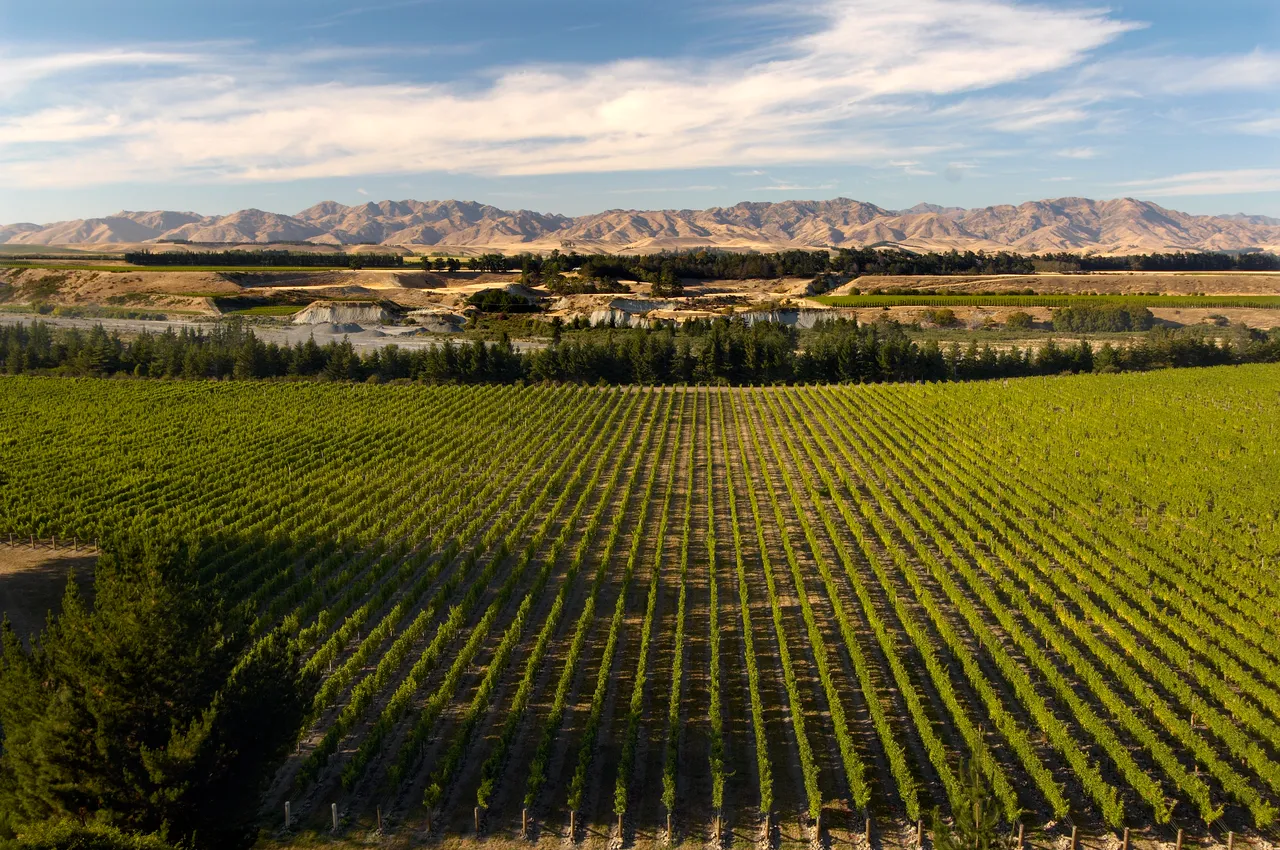 Vineyard in Marlborough