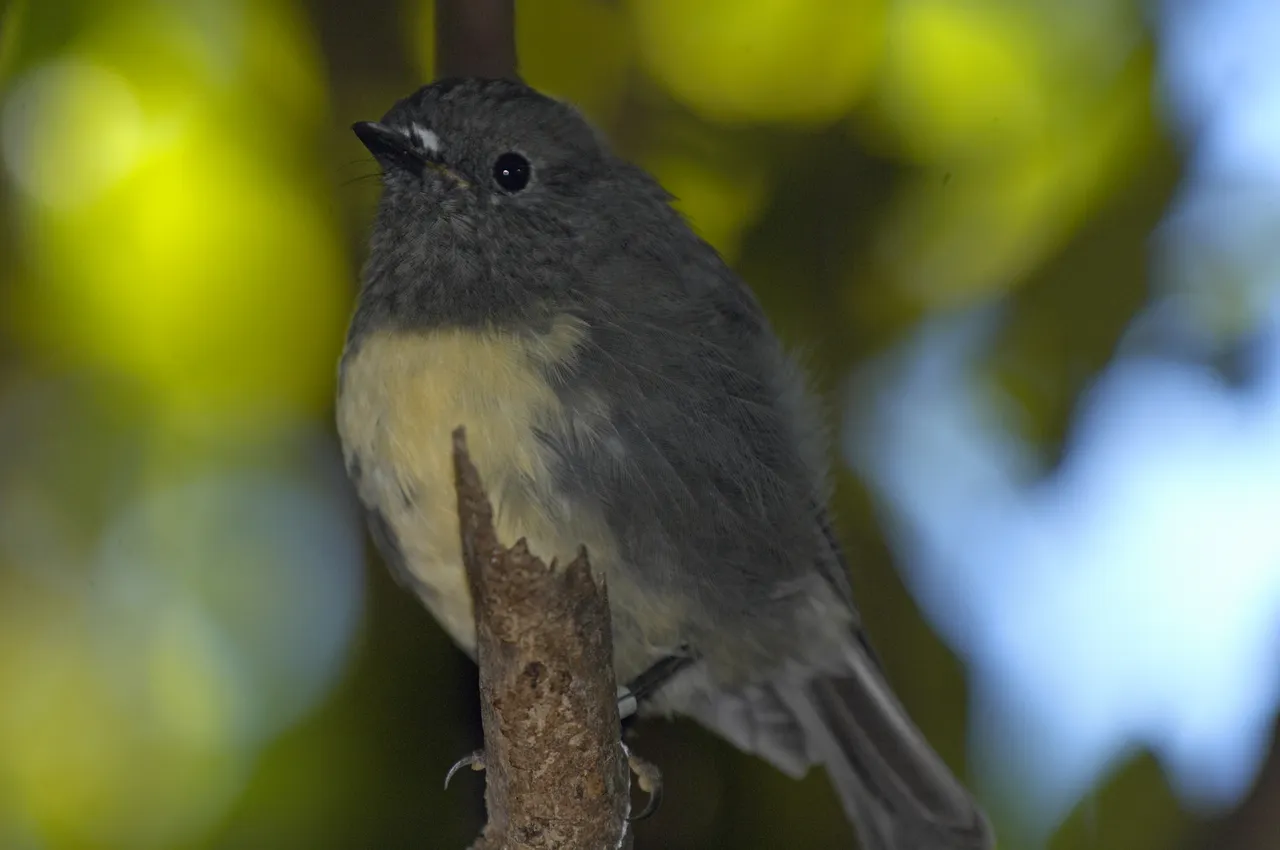 Birdlife
