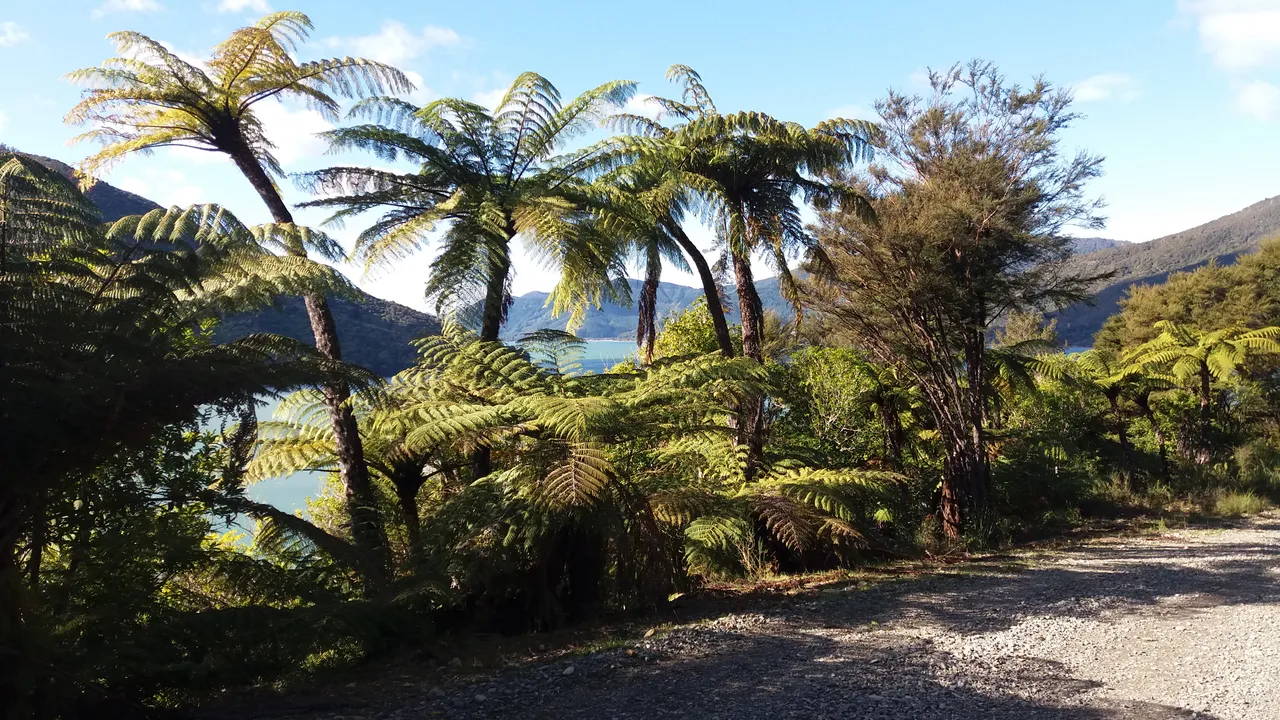 DM S F sounds Shags Point to Kaiuma Bay Nydia Track (4)