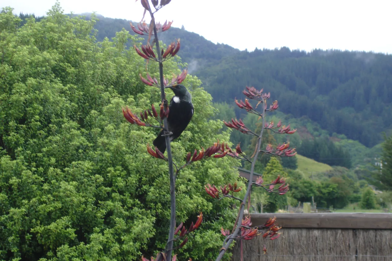 Birdlife