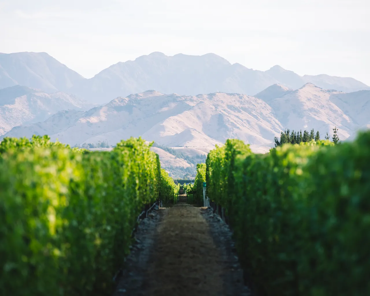 Sauvignon 2019
