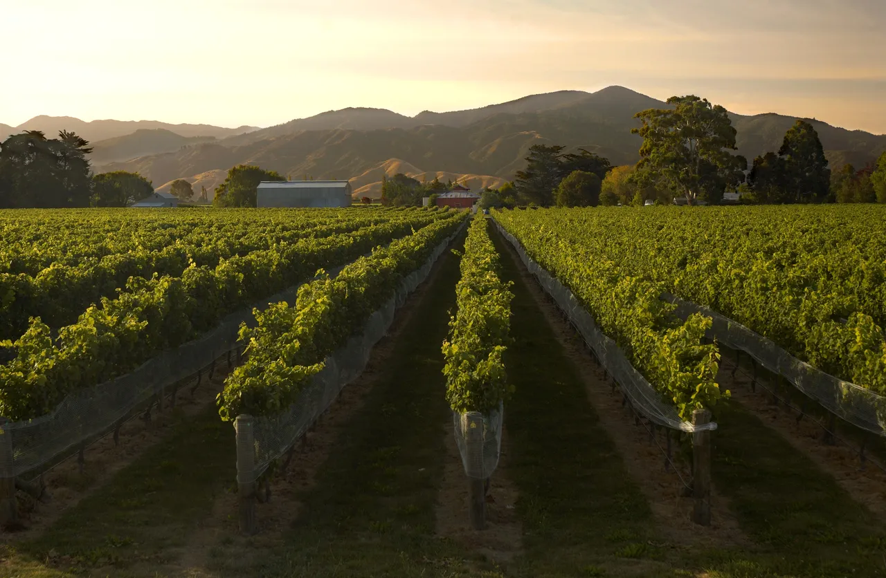 Vineyard in Marlborough