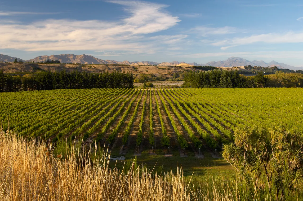 Vineyard in Marlborough