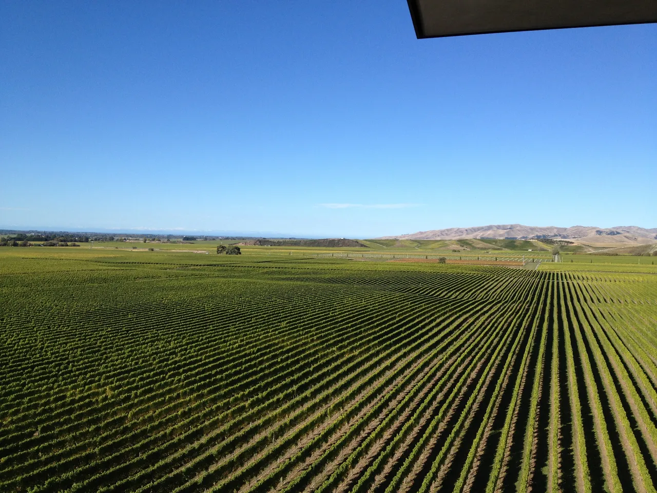 Vineyard in Marlborough