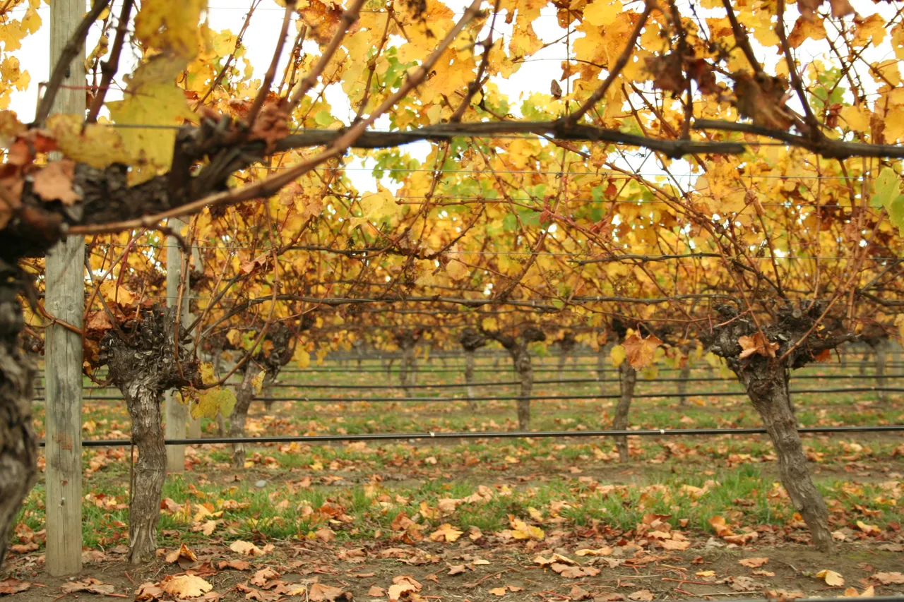 Vineyard in Marlborough