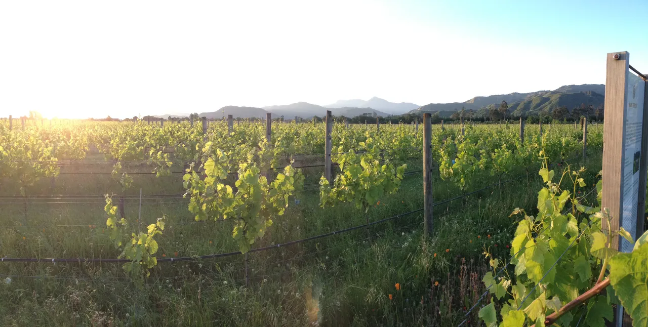 Vineyard in Marlborough