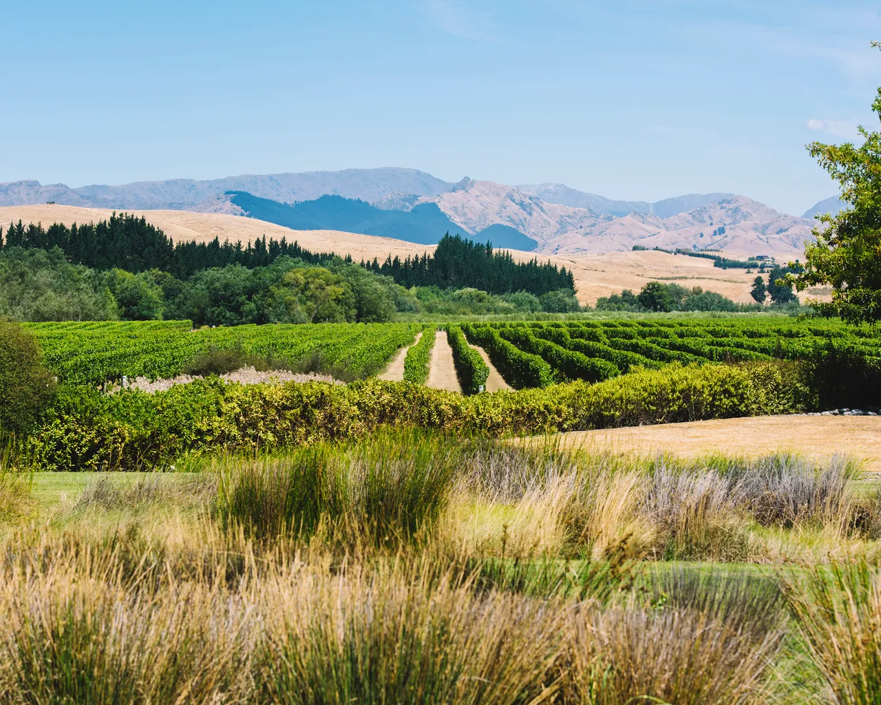 Sauvignon 2019