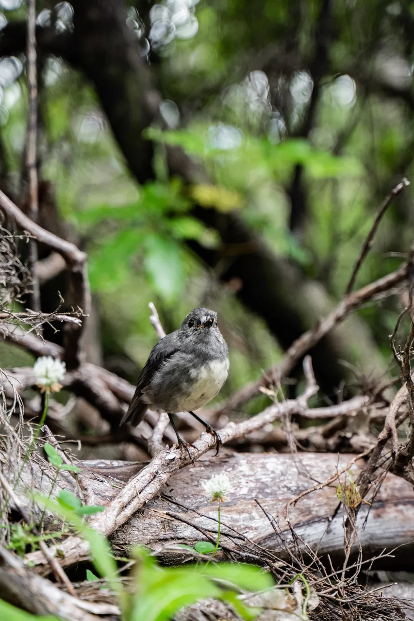 Motuara Bird Sanctuary
