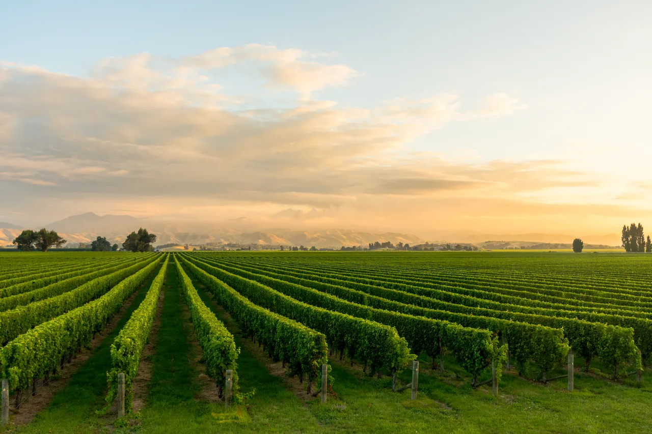 Sunset Vines  (3 of 3)