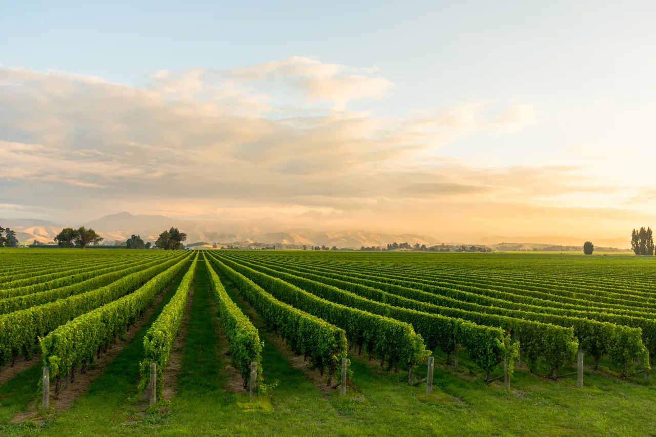 Sunset Vines  (2 of 3)