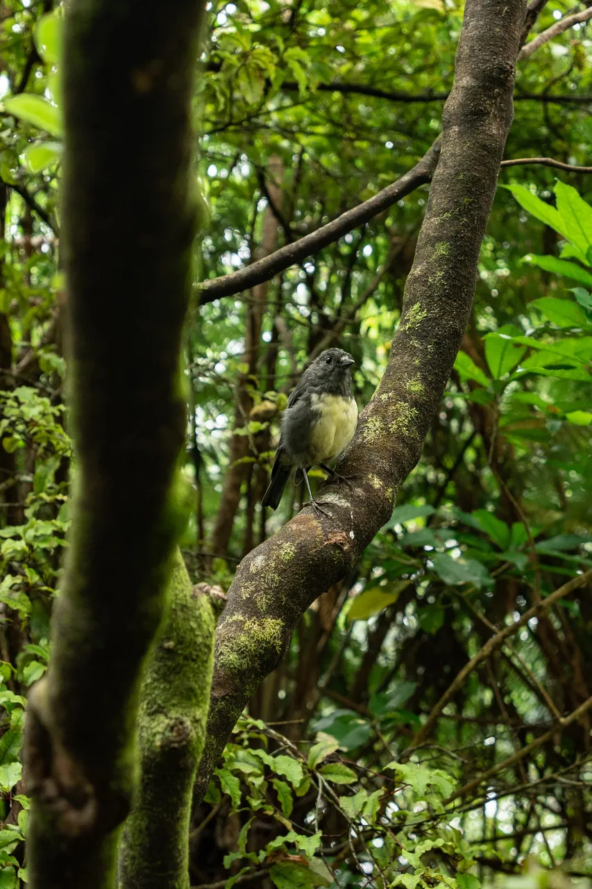 Motuara Bird Sanctuary