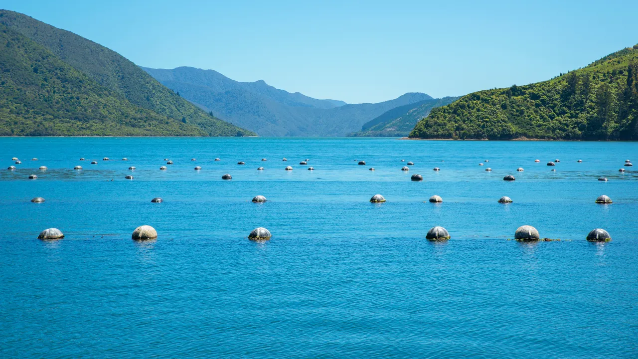 Mussel farm