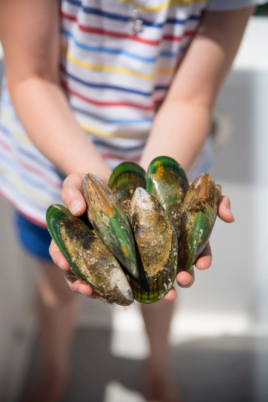 Mussels