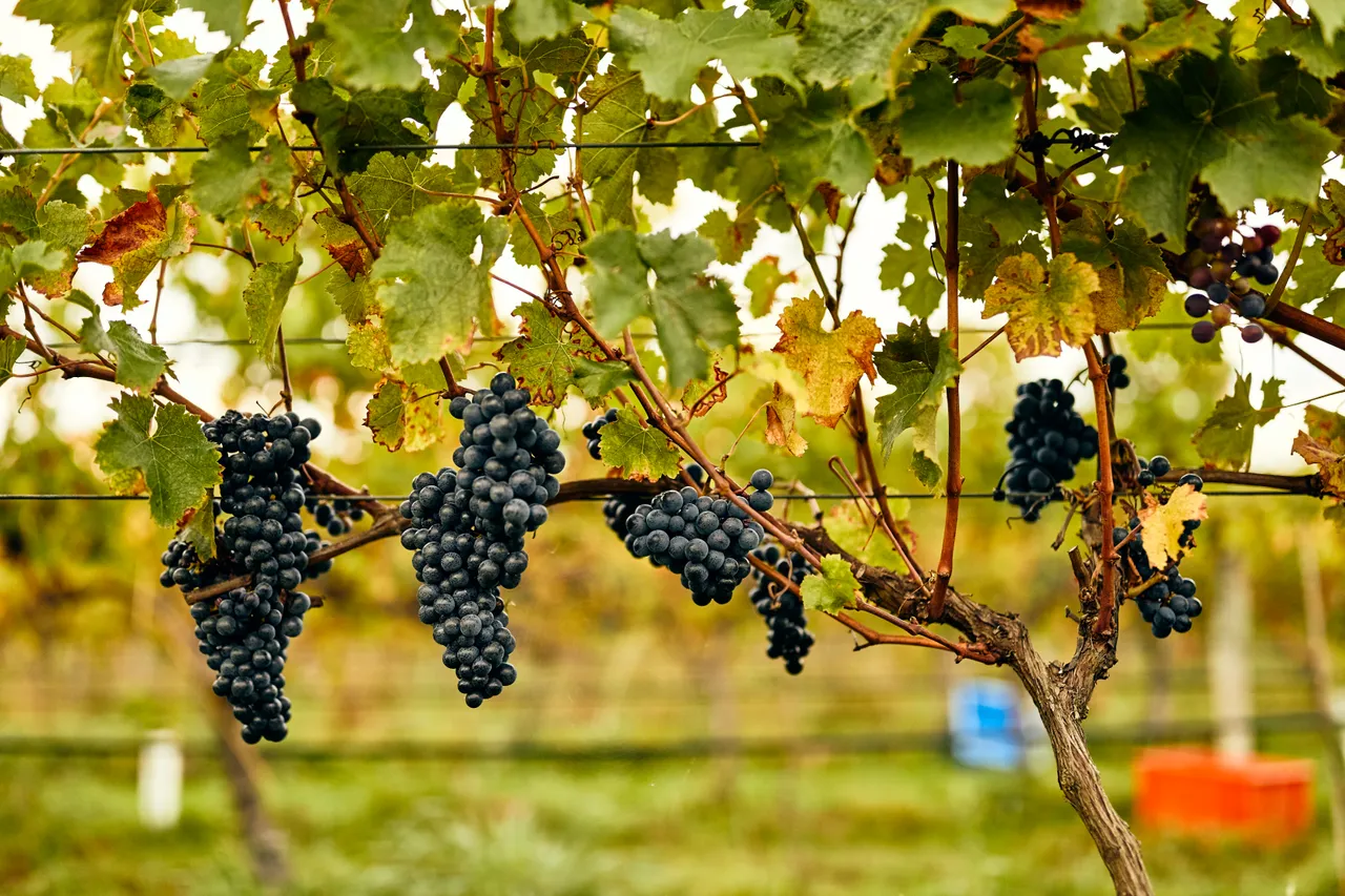 Harvest at Hans Herzog