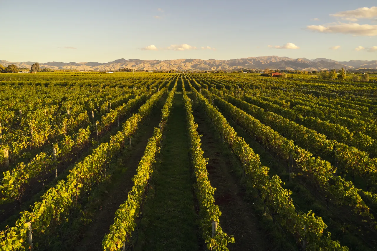 Hans Herzog Vineyards