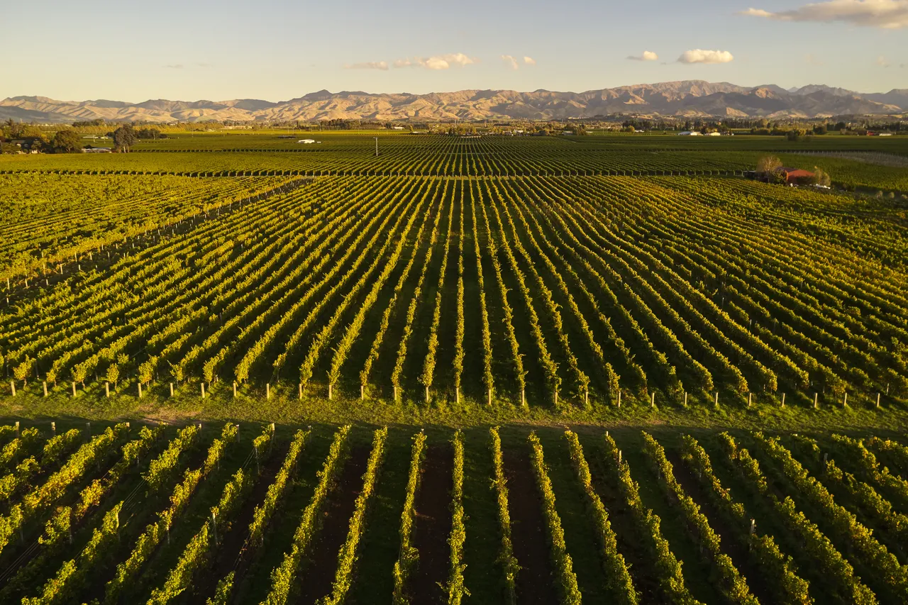 Hans Herzog Vineyards