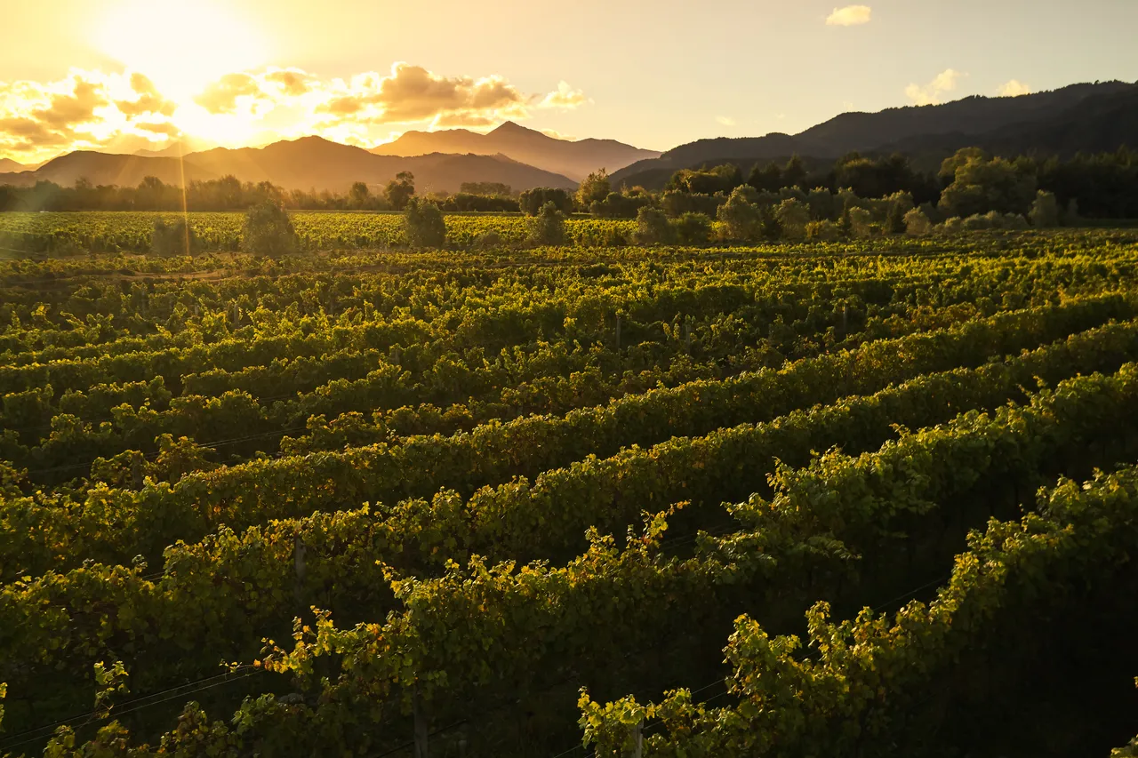 Hans Herzog Vineyards