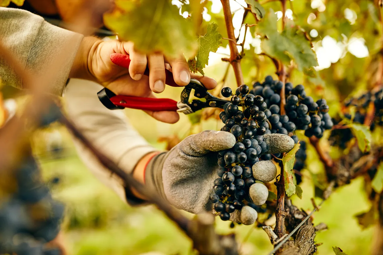 Harvest at Hans Herzog