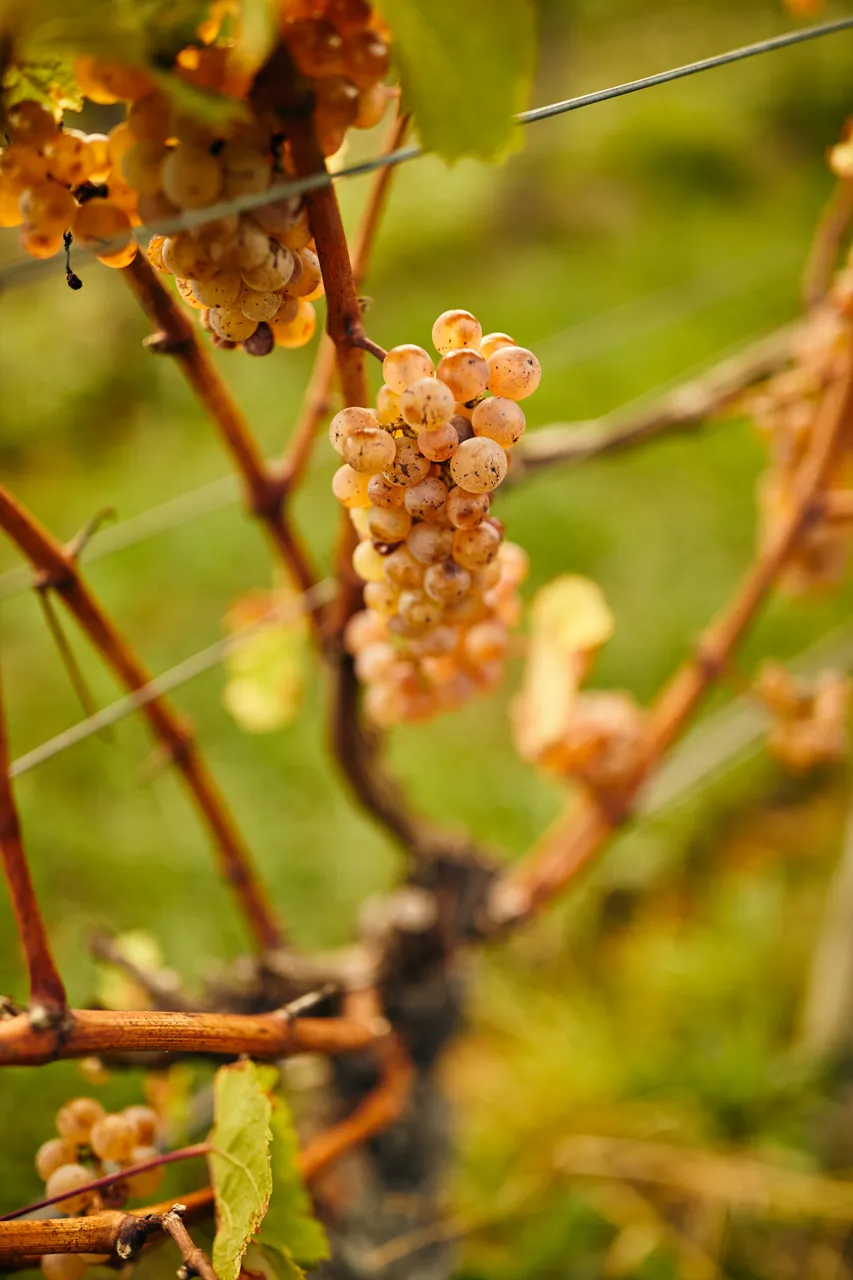 Harvest at Hans Herzog