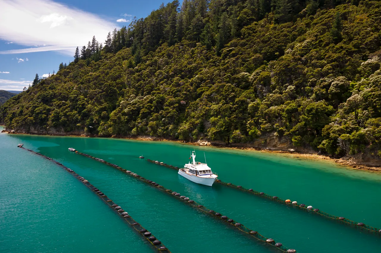 Mussel Farm