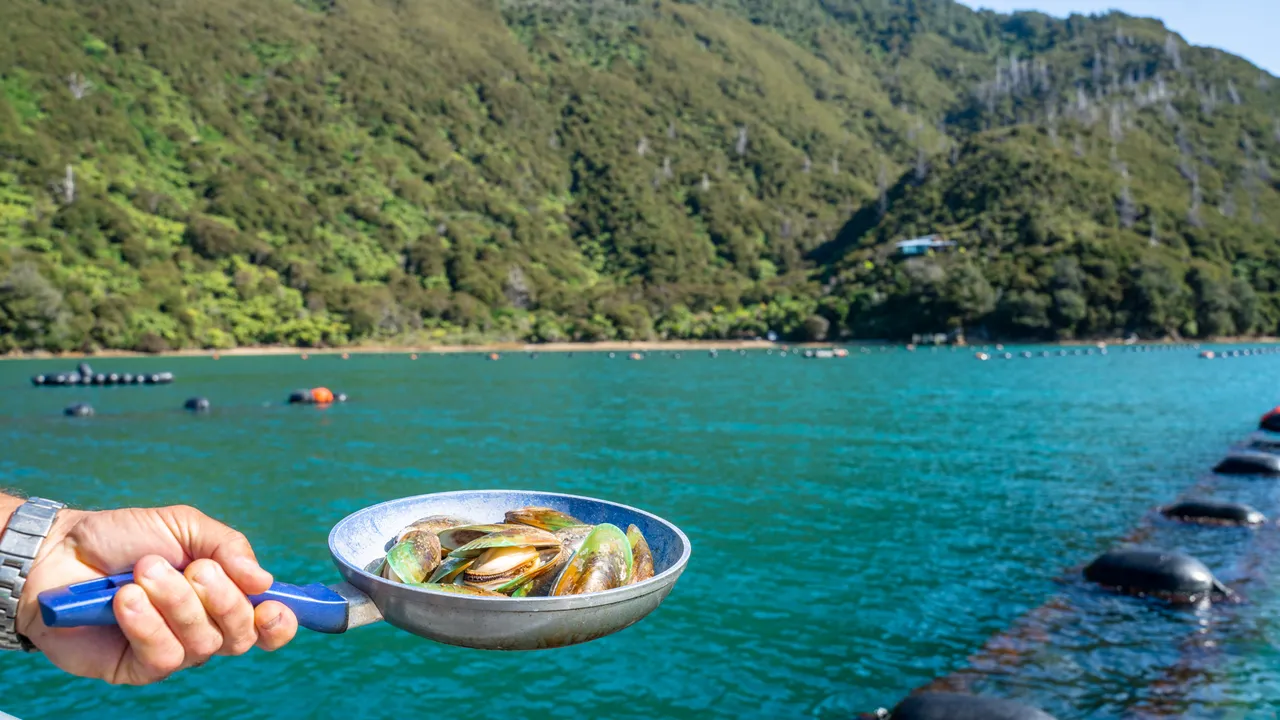 Greenshell™ Mussels in Nydia Bay