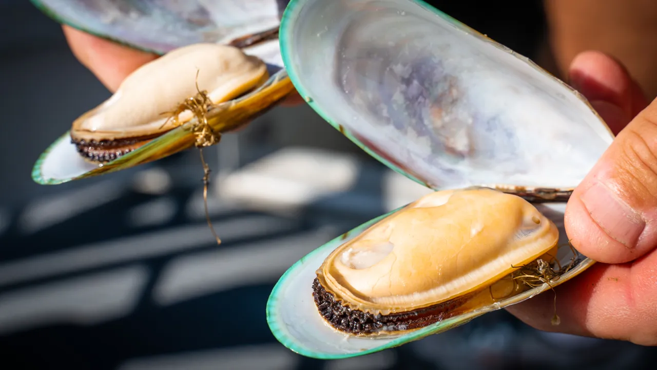Greenshell™ Mussels in Nydia Bay