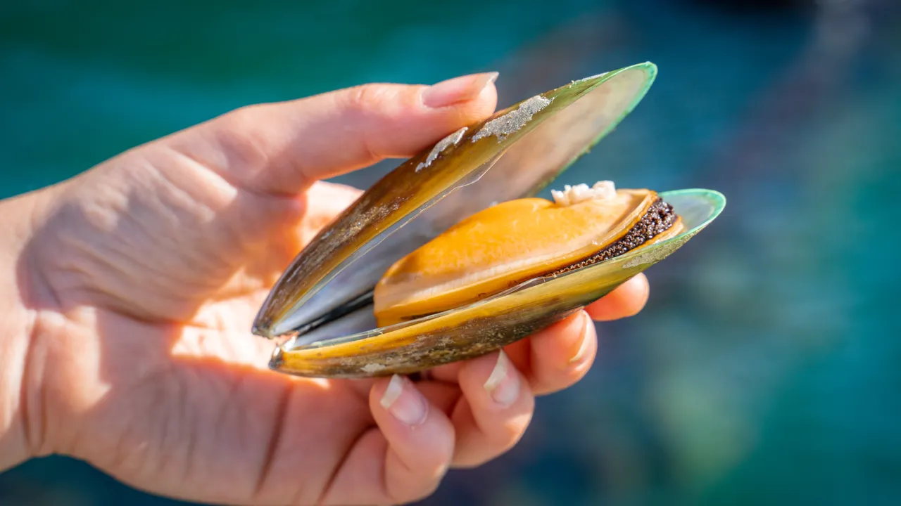Greenshell™ Mussels in Nydia Bay
