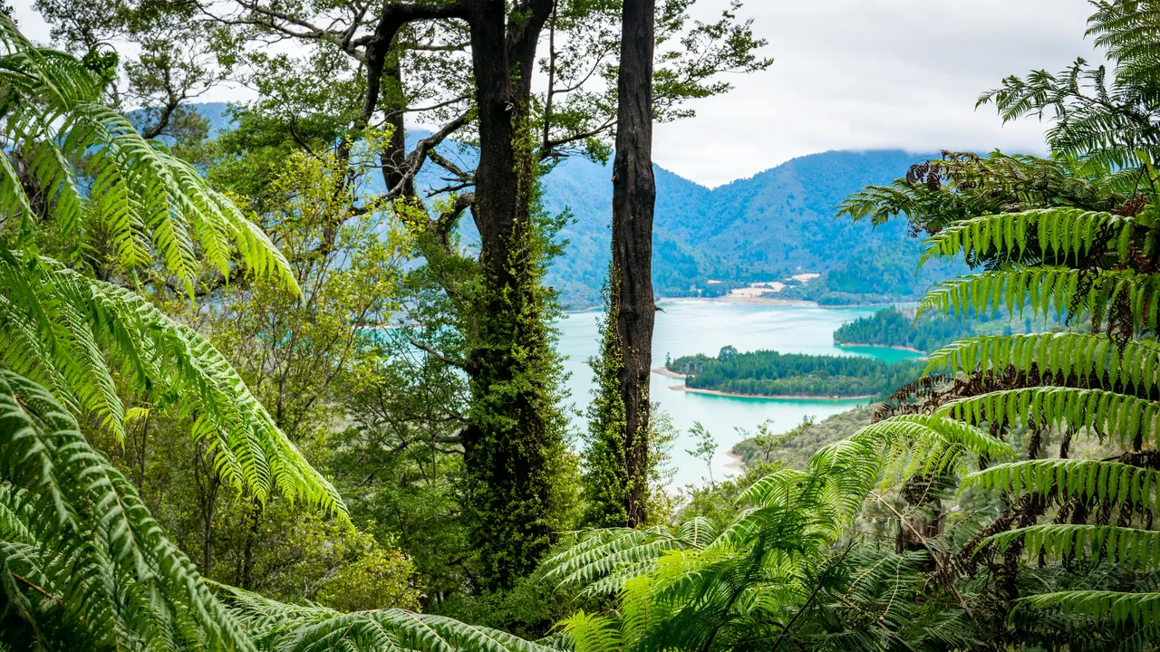 Walk Pelorus-Nydia Track-62