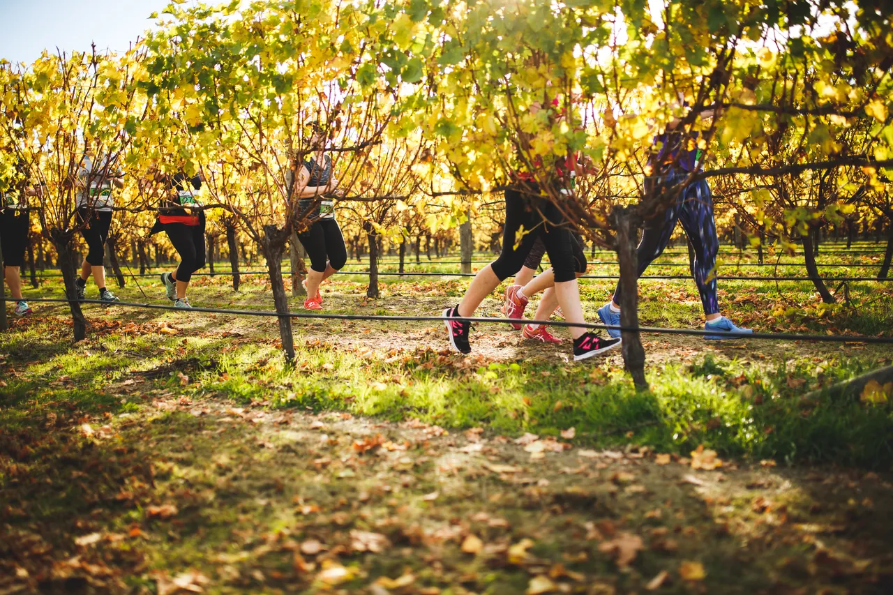 Saint Clair Vineyard Half