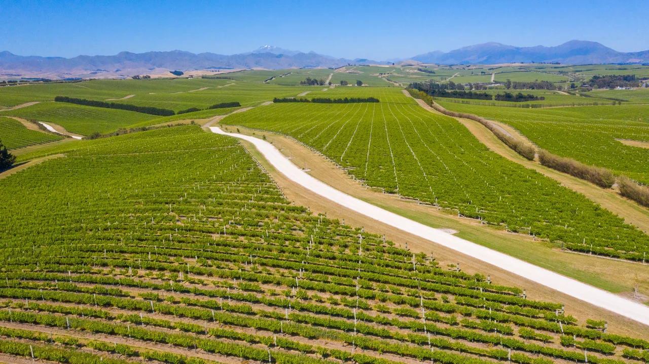 White Road Tour at Yealands Winery