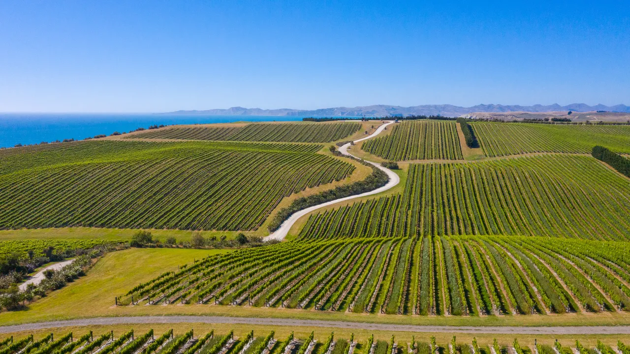 White Road Tour at Yealands Winery