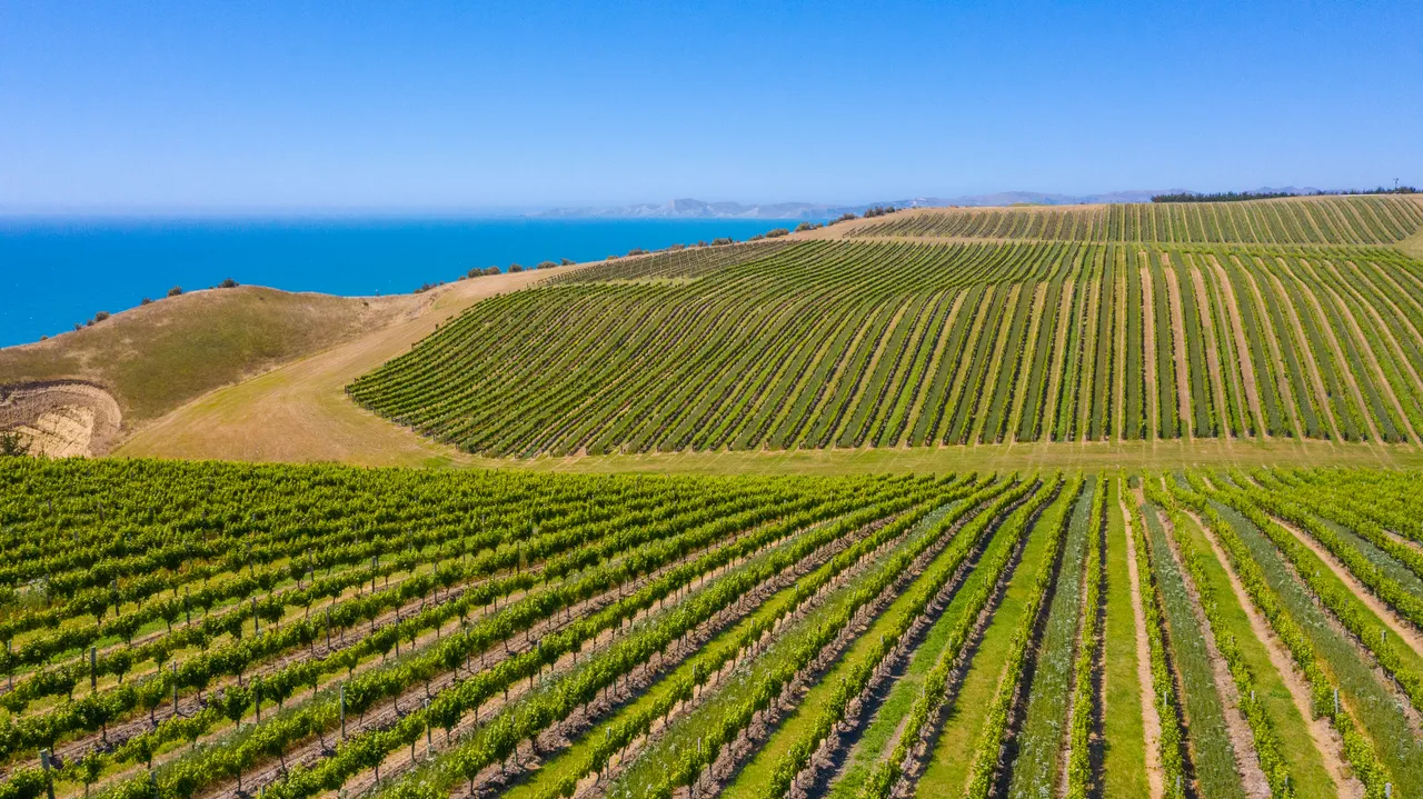 White Road Tour at Yealands Winery