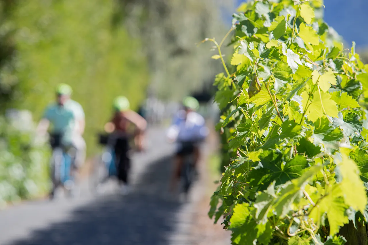 Wine Tours by Bike