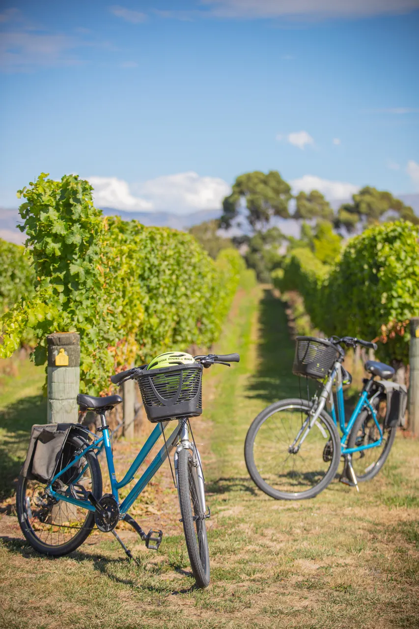 Wine Tours by Bike