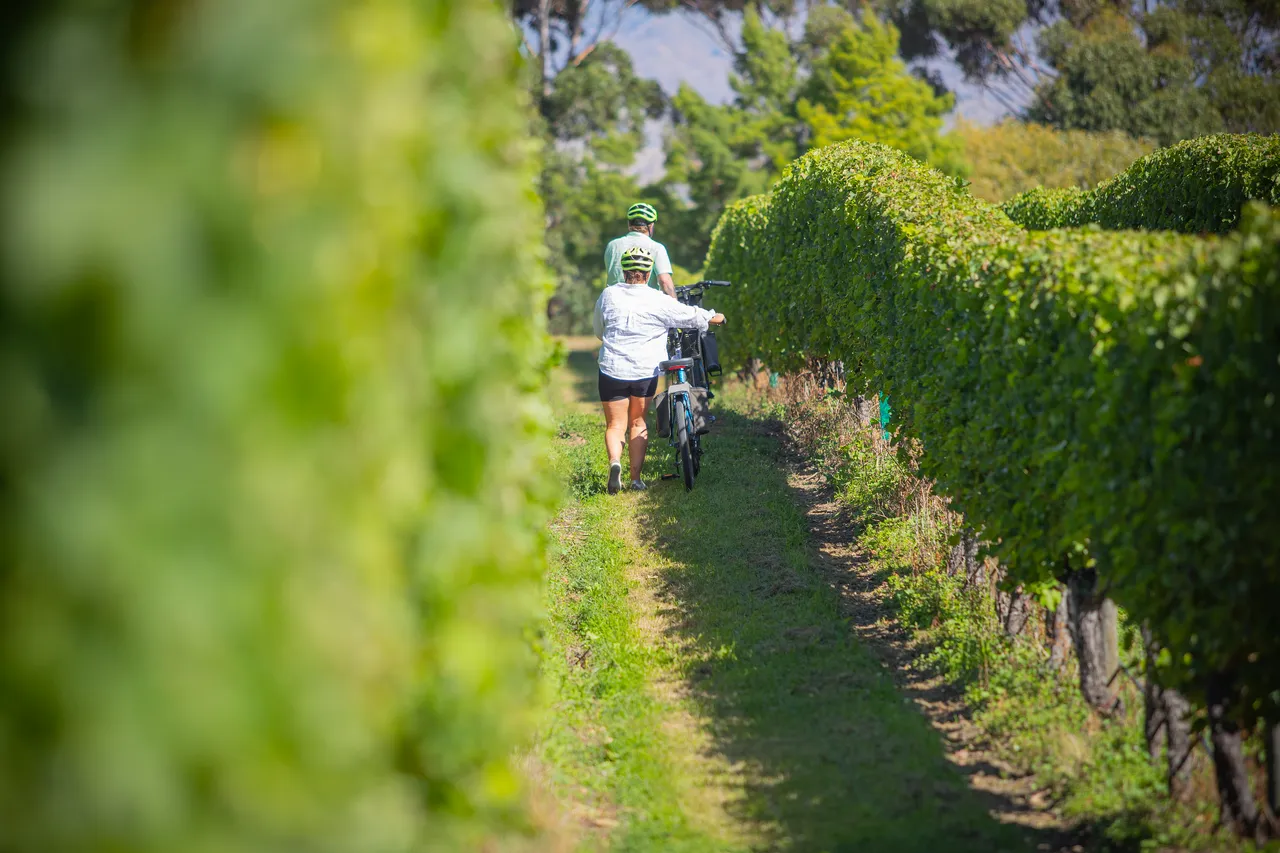 Wine Tours by Bike
