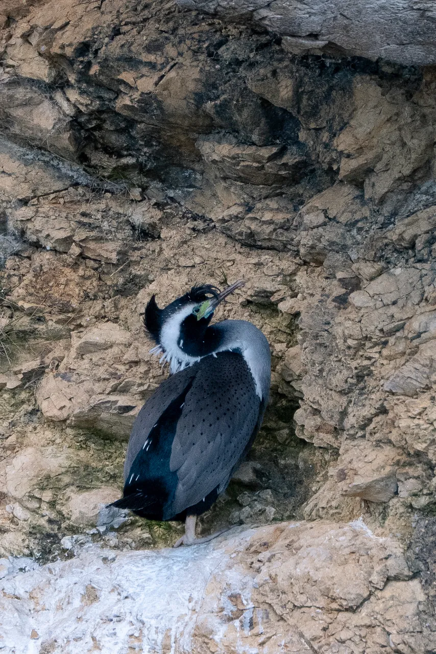 Marlborough Sounds - Finding Alexx