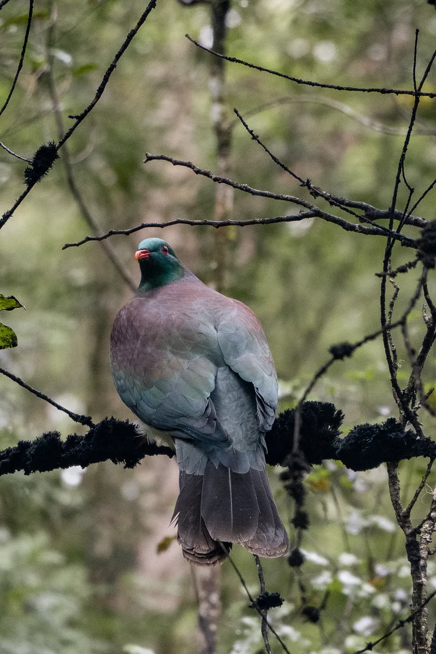Marlborough Sounds - Finding Alexx