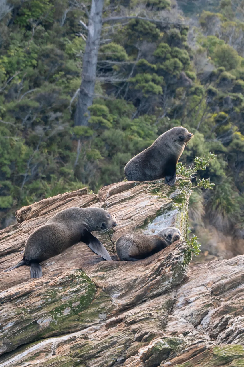 Marlborough Sounds - Finding Alexx
