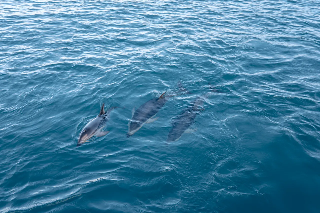 Marlborough Sounds - Finding Alexx
