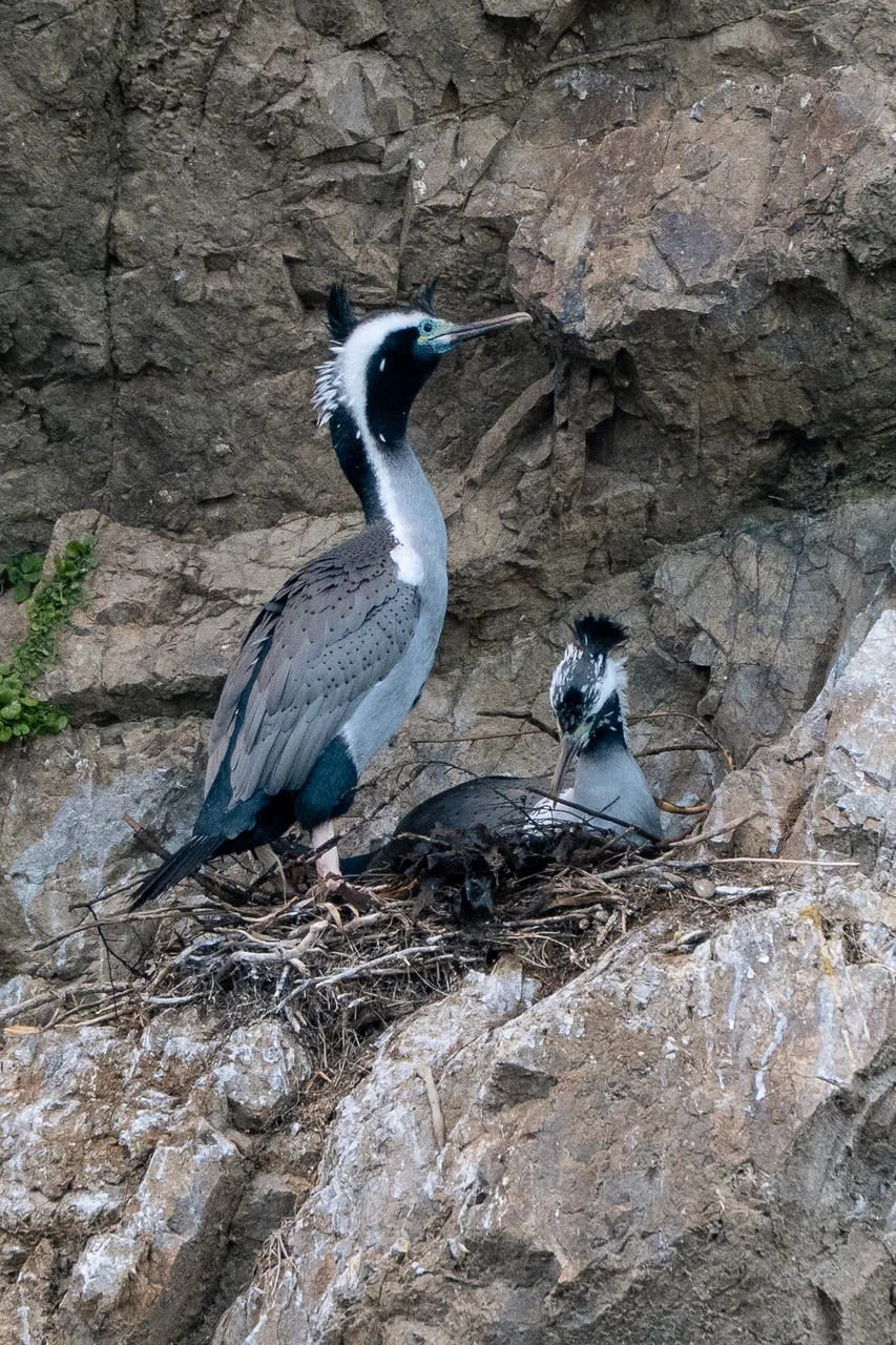 Marlborough Sounds - Finding Alexx