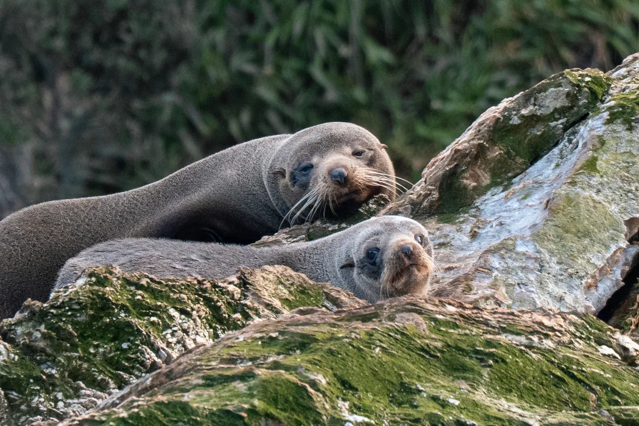 Marlborough Sounds - Finding Alexx