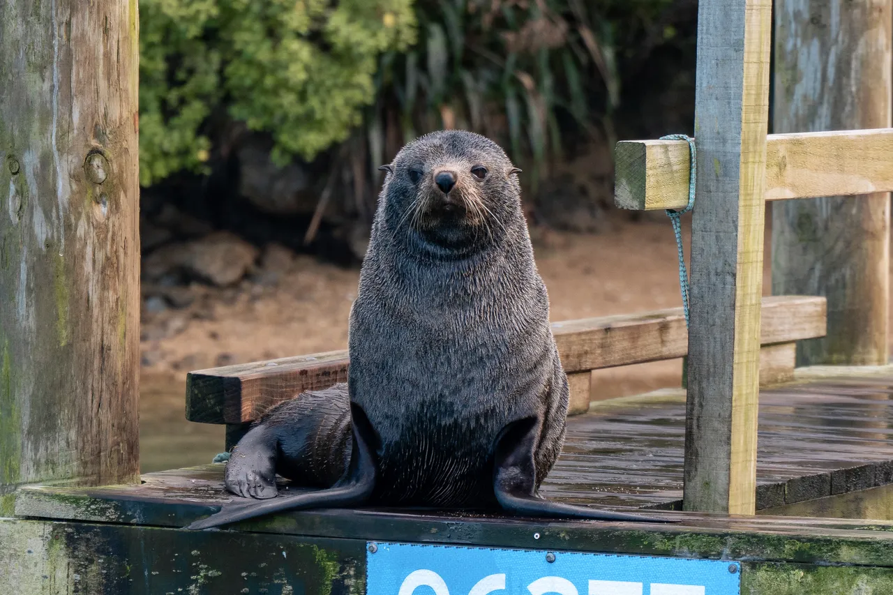 Marlborough Sounds - Finding Alexx