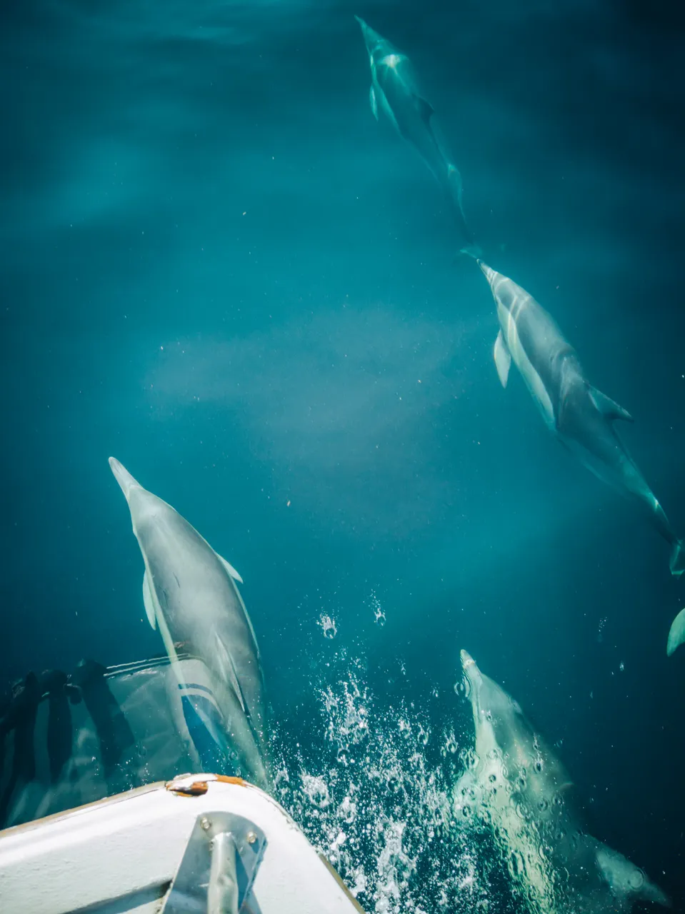 Marlborough Sounds - Finding Alexx