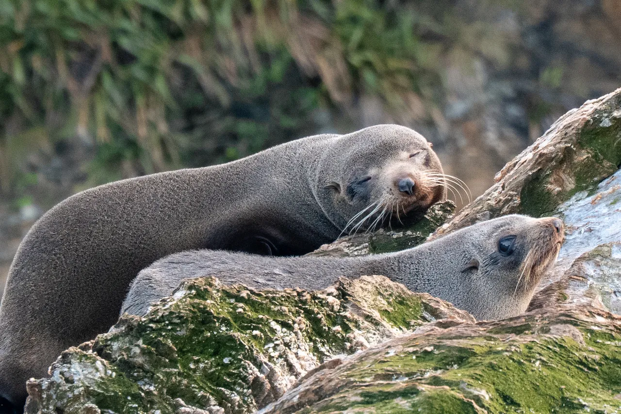 Marlborough Sounds - Finding Alexx
