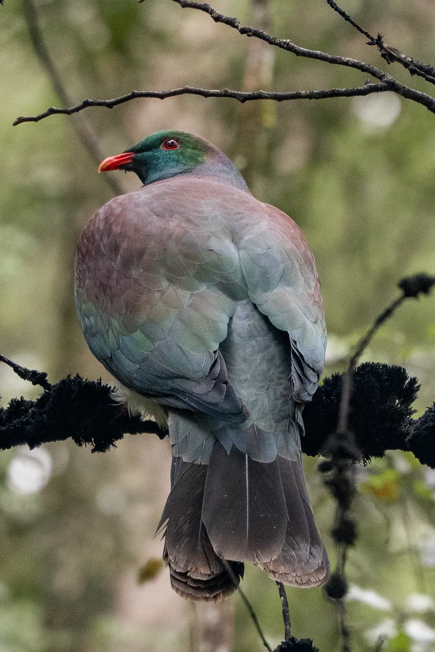 Marlborough Sounds - Finding Alexx